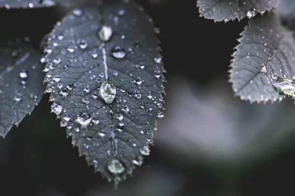 Foglie di foresta pluviale tropicale con gocce di pioggia, vista macro da vicino, stagioni delle piogge — Foto Stock