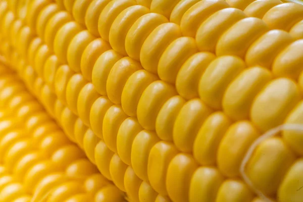 Macro primo piano semi di mais vista consistenza di colore giallo, agricoltura — Foto Stock