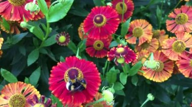 bir bumblebee böcek sinek makro atış ve bir çiçek tozlaşmak ve nektar toplamak