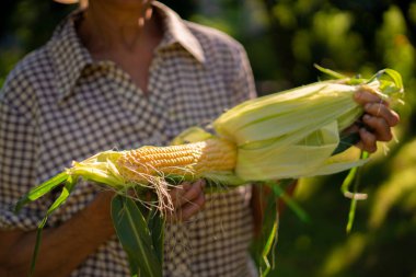 Yaşlı kadın taze mısır derisini çiftlikten aldı.