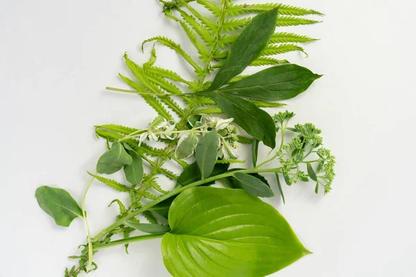 Algumas Folhas Verdes Frescas Exóticas Backgrdoung Branco Decoração Conceito Natureza — Fotografia de Stock