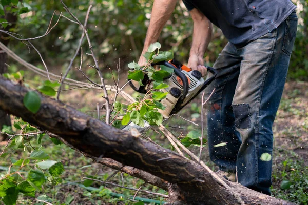 Taglialegna Con Motosega Che Taglia Alberi Legno Azione — Foto Stock