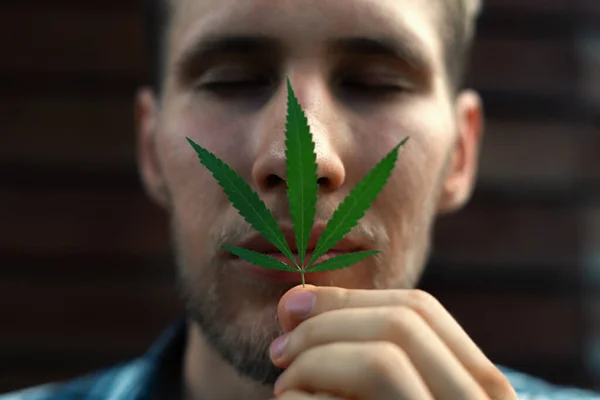 close up of young young man face smelling sniffing a cannabis hemp leaf, macro view