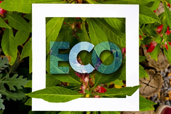 Saving Planet Concept Eco Word Text Nature Trees Leaves Background — Stockfoto