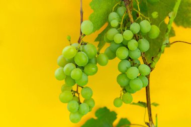 Olgun taze üzüm dalları yetişiyor. Renkli bir arka planda izole edilmiş.