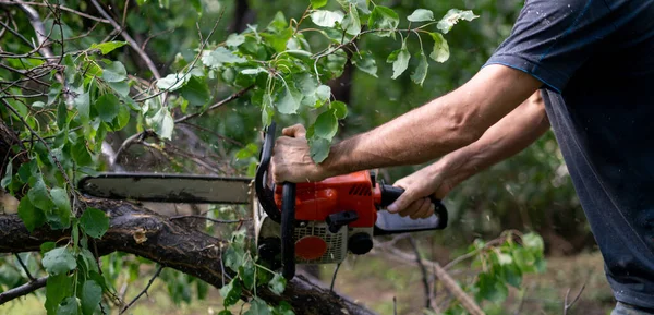 Leñador Con Motosierra Cortando Árboles Madera Acción — Foto de Stock