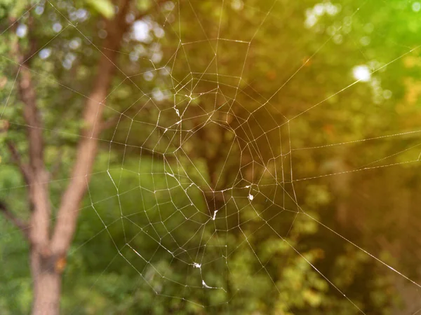 Макро знімок павутинної мережі в лісі, концепції хижака дикої природи — стокове фото