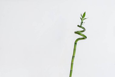 Sade minimalist tarzda, evdeki rafta çürümüş bambu bitkisi, su dolu cam şişede.