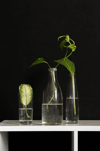 Tiga Botol Dengan Air Dan Tumbuh Daun Tanaman Dalamnya Rak — Stok Foto