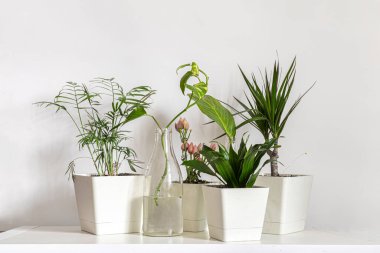 İskandinav tarzı ev, iç tasarım raflarında yeşil bitkiler yetiştiriyor.