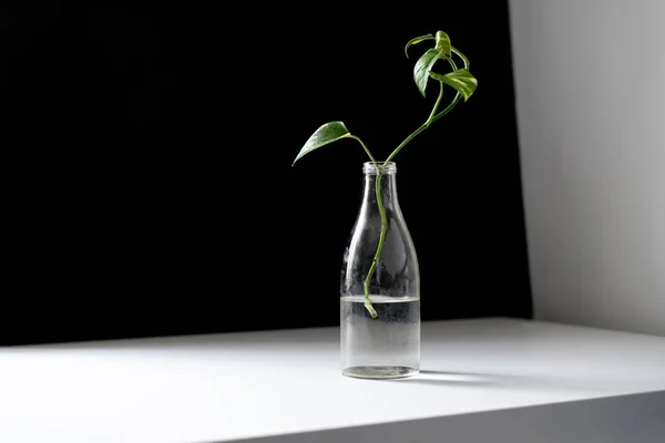 the home garden, a simple glass bottle with a plant on the shelf at home,minimalist concept style