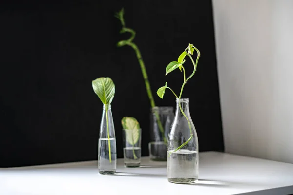 Die drei Flaschen mit Wasser und die darin wachsenden Blattpflanzen im heimischen Regal — Stockfoto