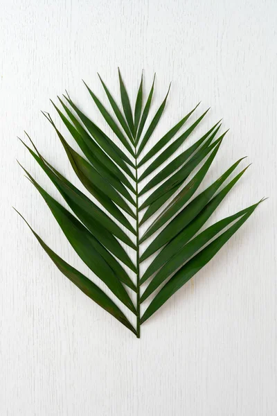 Uma folha de palmeira simples plana estava isolado contra o fundo colorido, design de moda na moda — Fotografia de Stock