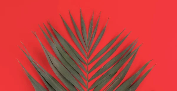Uma folha de palmeira simples plana estava isolado contra o fundo colorido, design de moda na moda — Fotografia de Stock