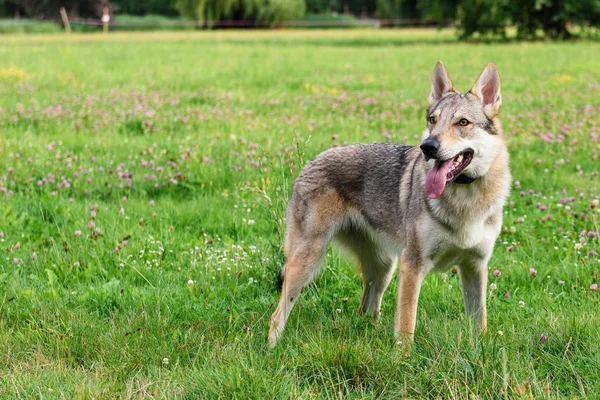 Собака Зеленой Траве Летнем Парке — стоковое фото