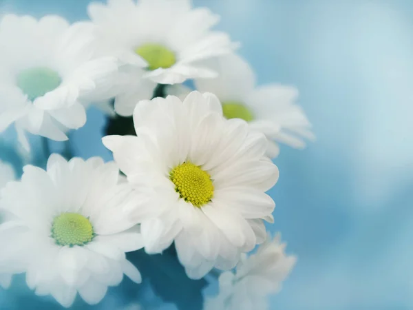 Abstrakte Weiche Weiße Blume Vorne Blauer Hintergrund — Stockfoto