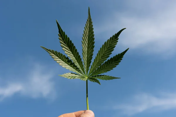 Marihuanablad Met Hand Wilde Natuur Blauwe Hemel — Stockfoto