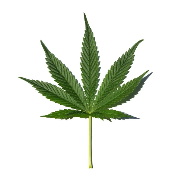 Marihuana Blatt Auf Weißem Hintergrund Mit Schatten — Stockfoto