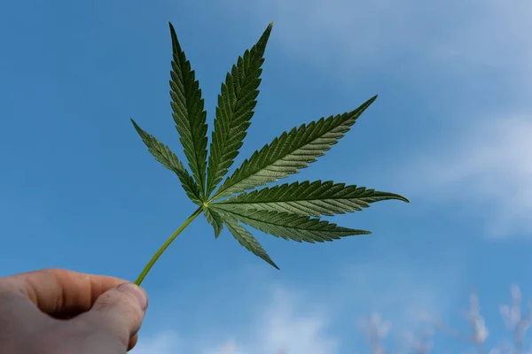 Hoja Marihuana Con Mano Naturaleza Salvaje Cielo Azul —  Fotos de Stock