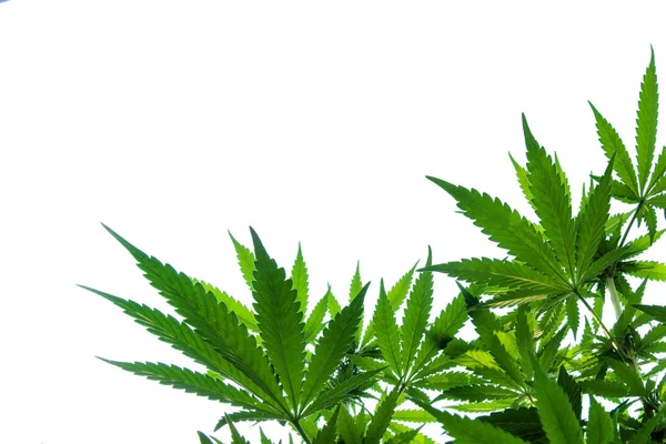 Marijuana Bladen Vit Bakgrund Vild Natur Royaltyfria Stockbilder