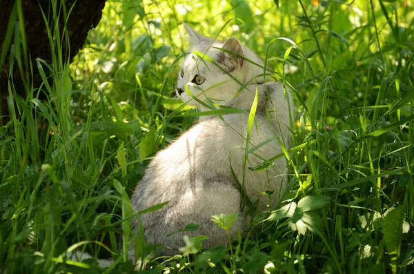 the cat sits in the grass and looks into the distance