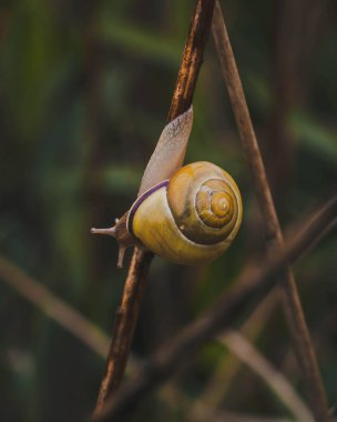 Salyangoz makro görünümü. Salyangoz fotoğrafı 
