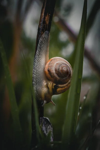 Pemandangan Siput Makro Foto Siput — Stok Foto