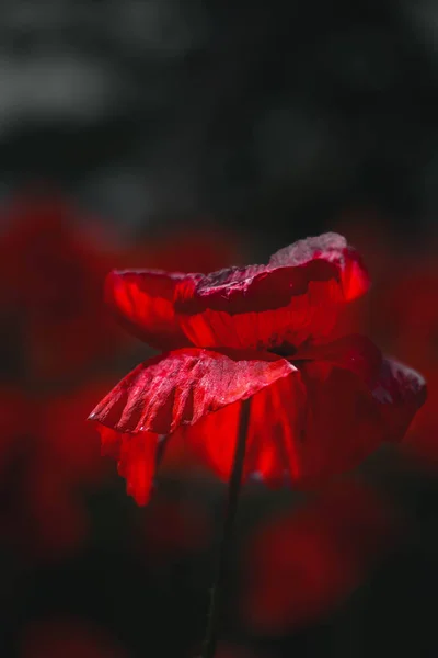 Lindas Flores Papoula Vermelha Perto — Fotografia de Stock