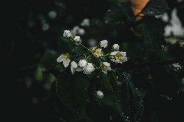 Yasemin çiçekleri yakın çekim