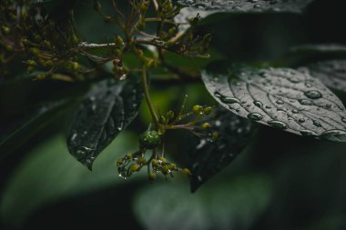 Kümeler bahçede meyve yeşil mürver yakın