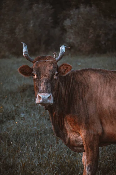 Kopfschuss Einer Kuh Auf Einem Bauernhof — Stockfoto