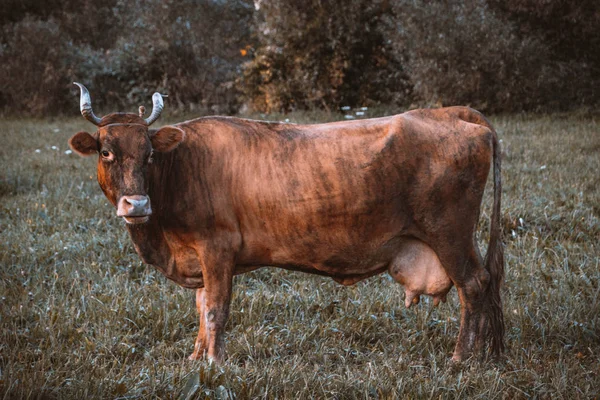 Vache Seule Sur Une Prairie — Photo