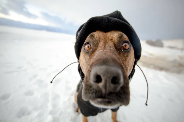 Dog Wearing Hat Looking Camera Close Shot — Stock Photo, Image