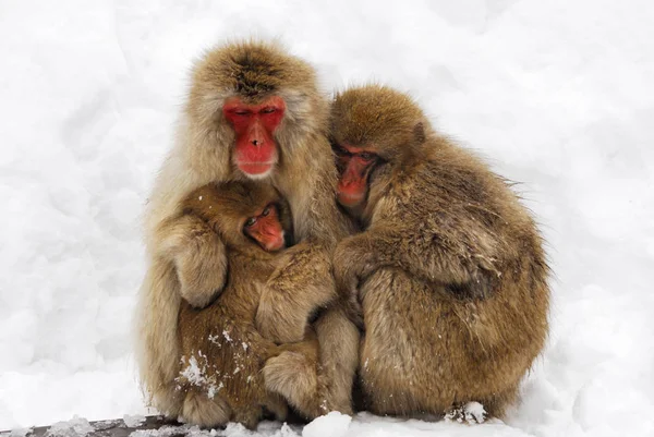 Carino Giapponese Macachi Abbracciare Con Neve Sfondo — Foto Stock