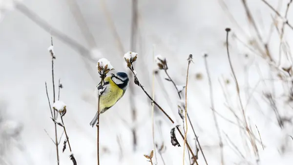 Blaumeisenvogel Hockt Auf Trockenem Blütenstiel Schnee — Stockfoto