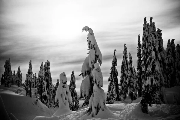 Snow Covered Pine Trees Forest Black White — Stock Photo, Image