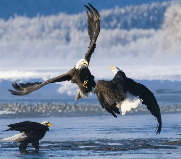 Bald Eagles Strijd Vechten Bevroren Rivier — Stockfoto