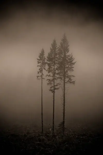 三棵大松树在雾 — 图库照片