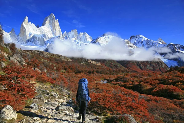 Mujer Caminando Por Arbustos Otoñales Parque Nacional Los Glaciares Patagonia — Foto de Stock