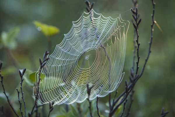 Gotas Rocío Matutino Una Tela Araña —  Fotos de Stock