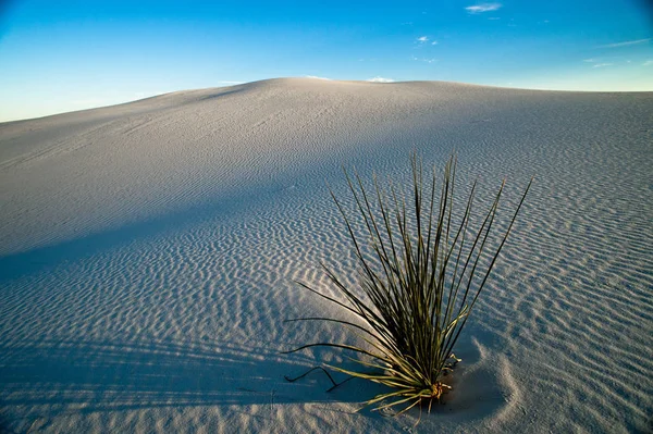 Plant Growing White Sand Dunes Blue Sky Background — Stock Photo, Image