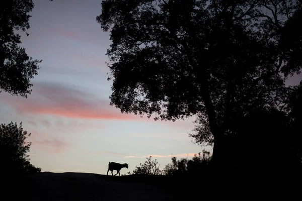 Goat Silhouette Sunset Sky Colorful Clouds — Stock Photo, Image