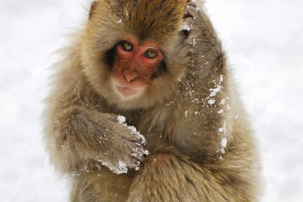 Ιαπωνική Macaque Νιφάδες Χιονιού Στη Γούνα Βλέπουν Φωτογραφική Μηχανή — Φωτογραφία Αρχείου