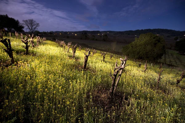 Old Vineyard Mustard Flowers Illuminated Night — Stock Photo, Image
