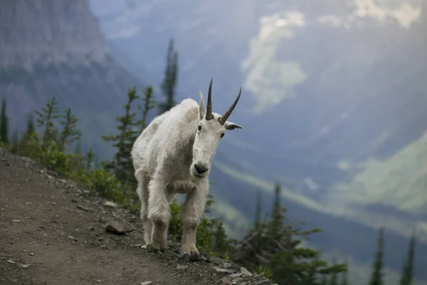 Mountain Goat Walking Hill Mountains Background — Stock Photo, Image