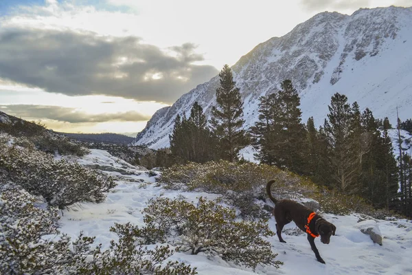 Chesapeake Bay Retriever Dog Walking Snowy Mountain Landscape — Stock Photo, Image