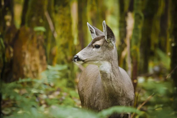 Vrouwelijke Zwarte Tailed Deer Weelderige Mos Bedekt Bos — Stockfoto
