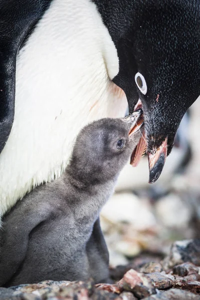 Adelie Penguin Alimentation Poussin Gros Plan — Photo