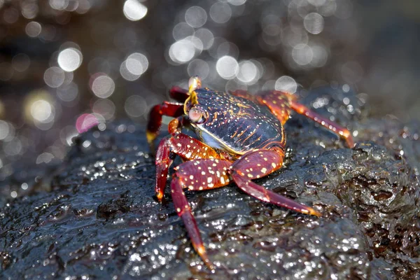 Fechar Foto Sally Lightfoot Crab Pedra Molhada — Fotografia de Stock
