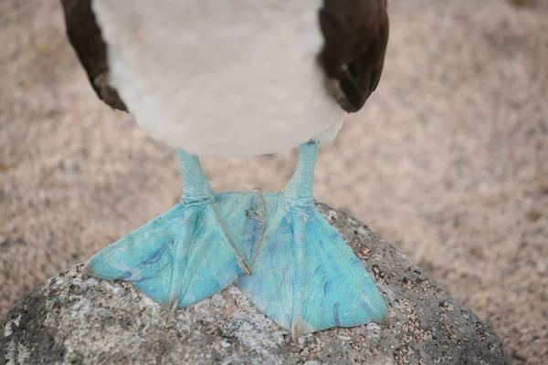 Blue Footed Booby Uccello Appollaiato Una Roccia Ritagliato — Foto Stock